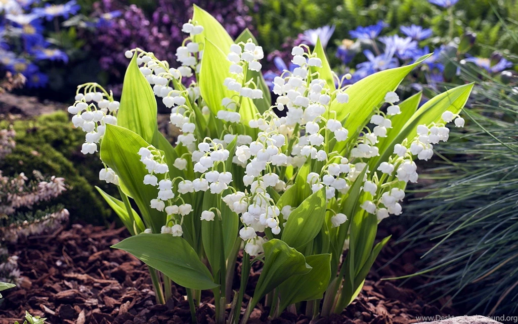 Flowers: Yellow Roses Flowers Summer Duo Free Desktop Wallpapers ...