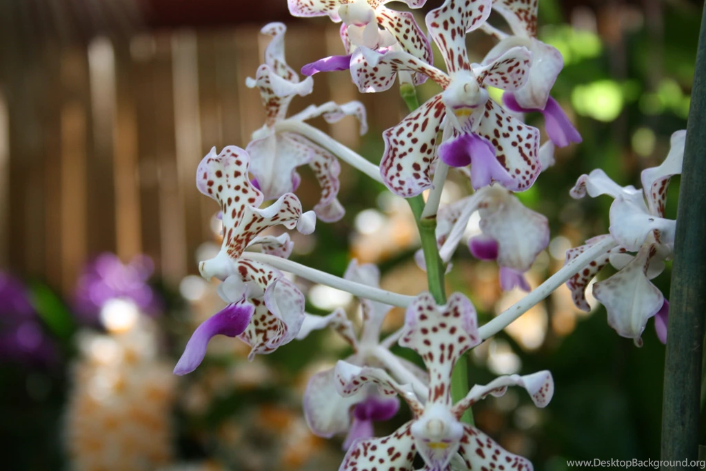 Flowers: Spring Flowers Purple Photography Orchids Green Garden ...