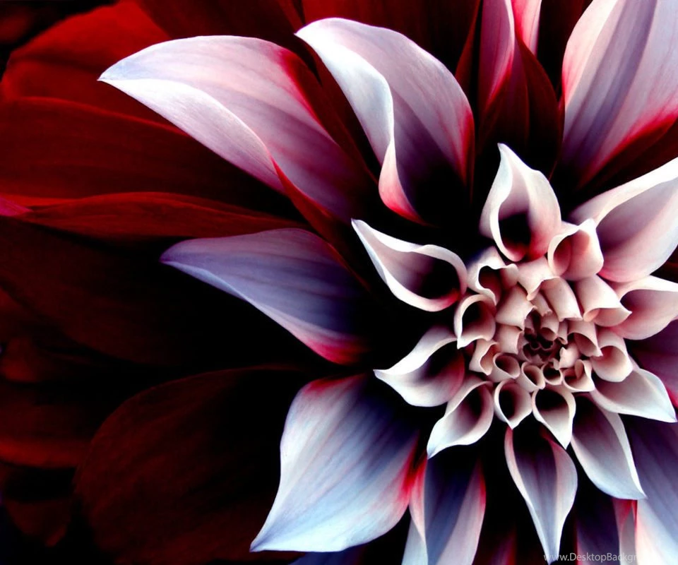 Cool Flower Backgrounds