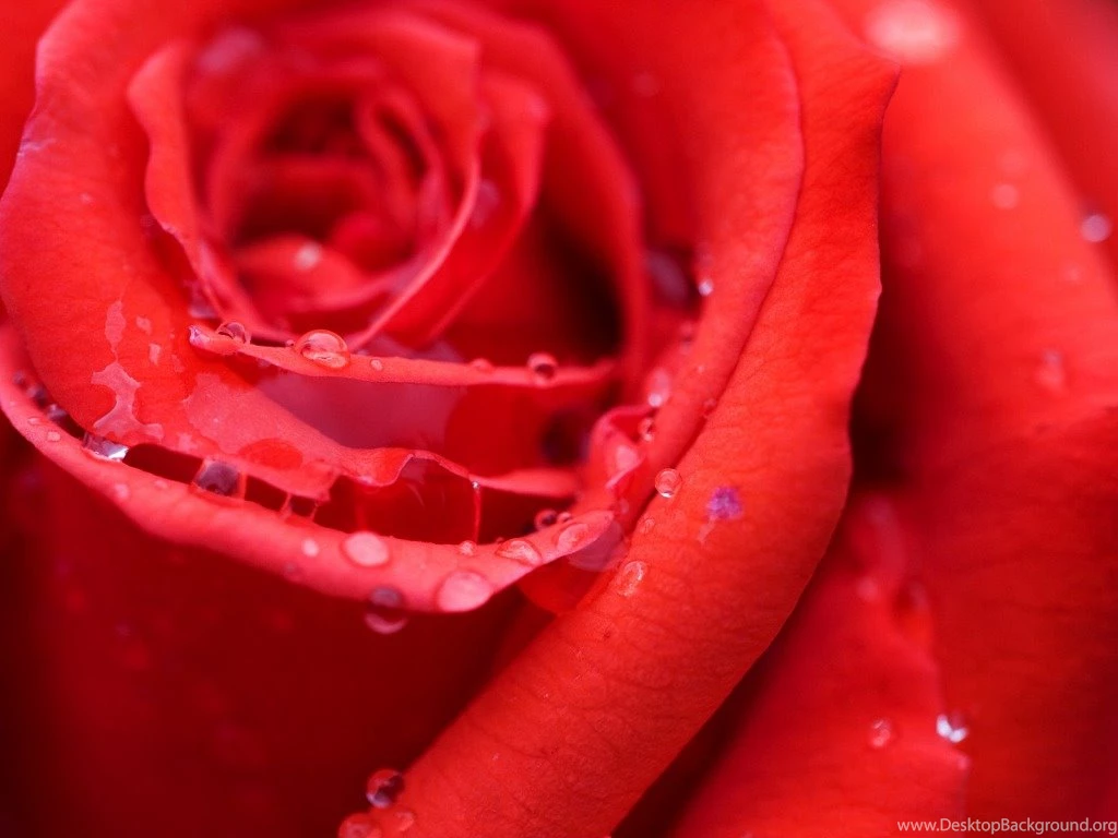 Cool Flower Backgrounds