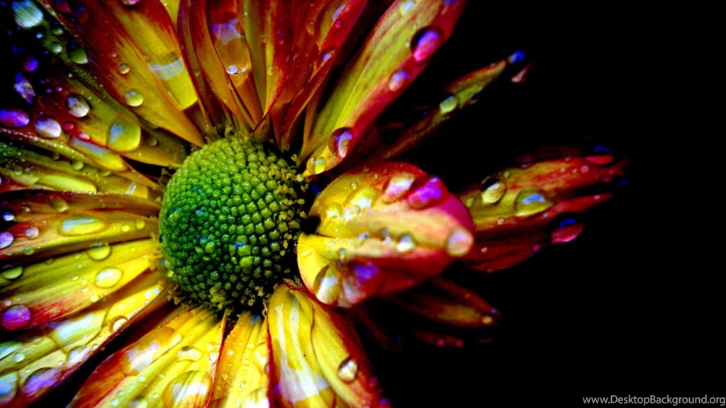Cool Flower Hd