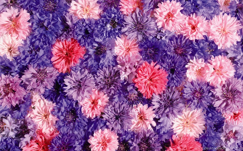 Flower Backgrounds Cool
