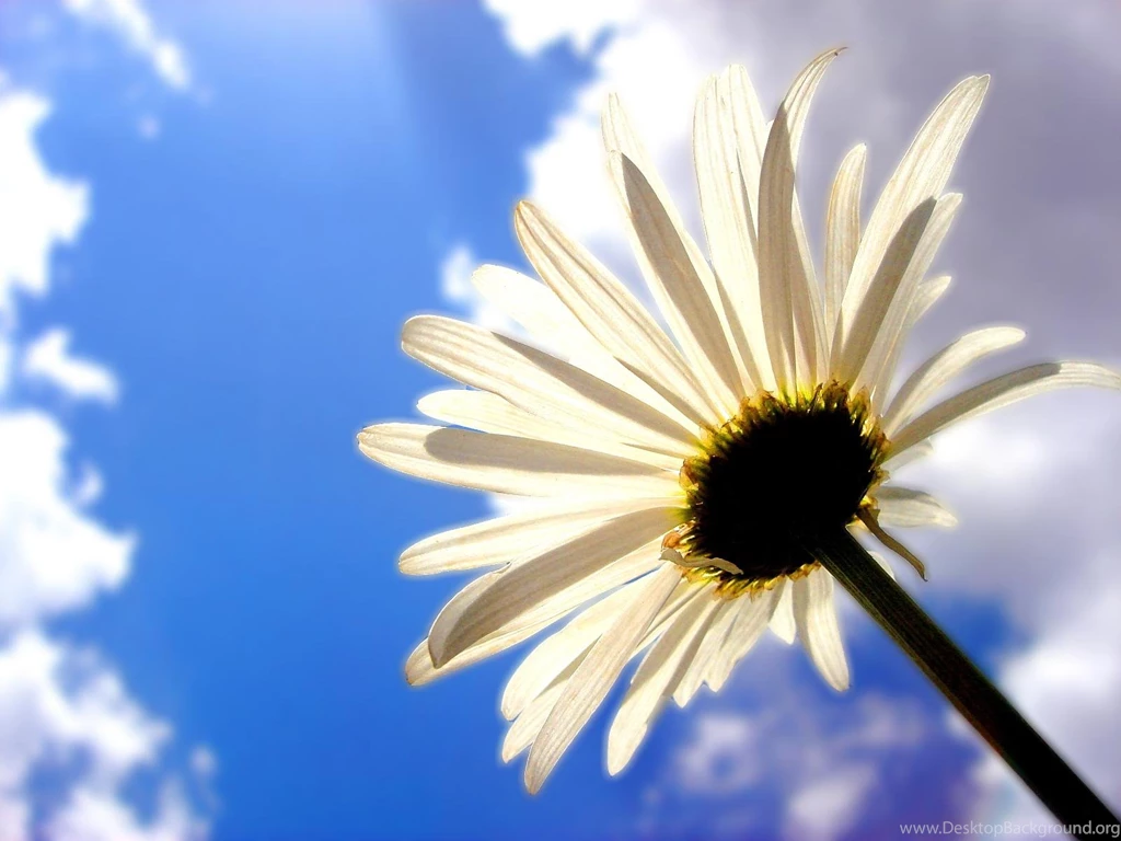 Flower Backgrounds Cool A0