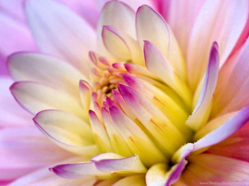 Flower Wallpapers Beautiful Flower Wallpapers Flower Wallpapers ...