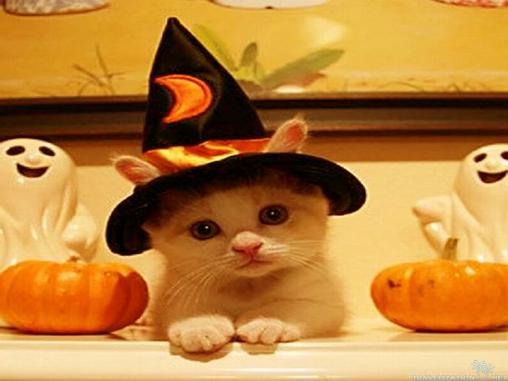 really funny halloween wallpapers desktop background
