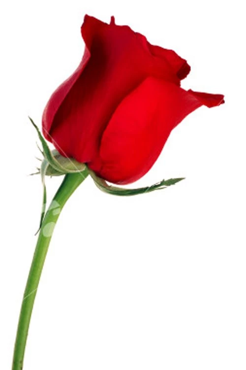 Single Rose Wallpapers