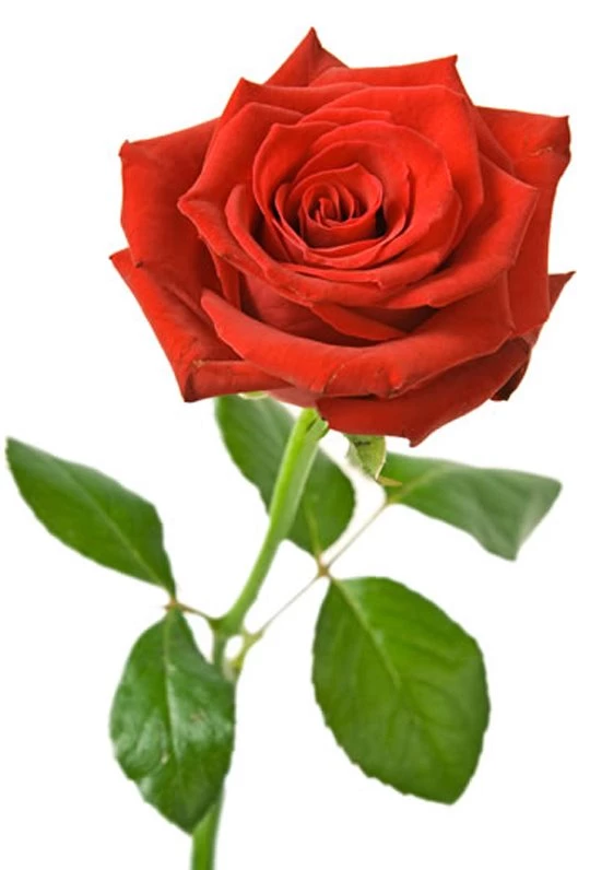 Single Rose Wallpapers