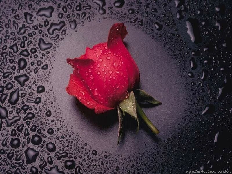 Single Red Roses Wallpapers