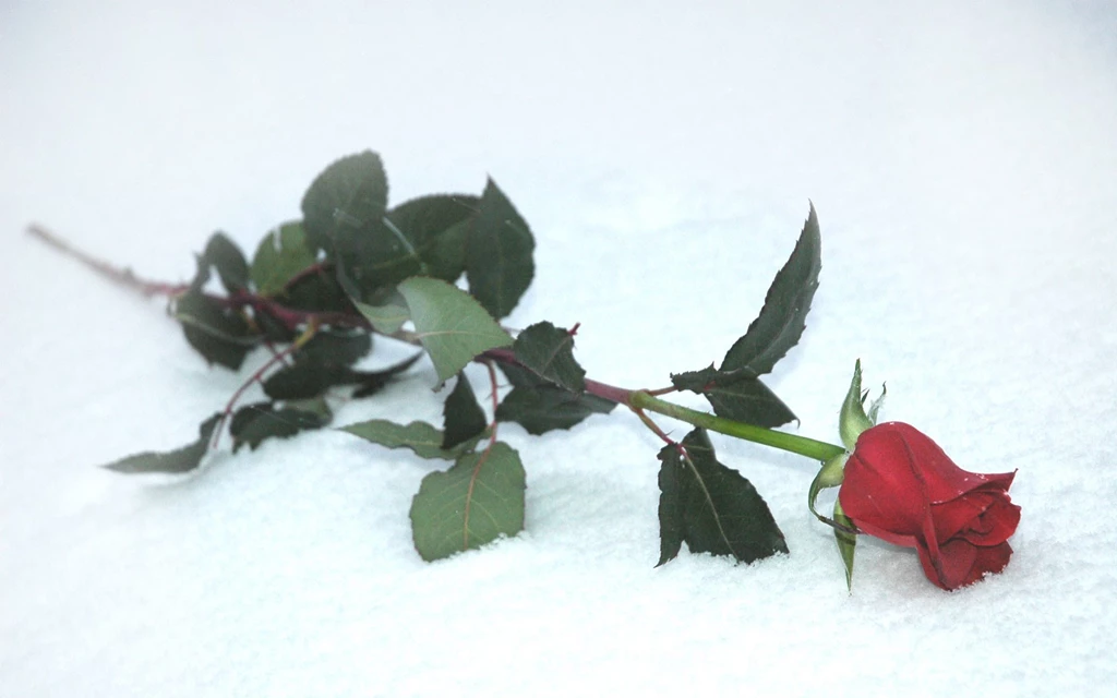 Single, Rose, Gallery, Wallpaper, Desktop (