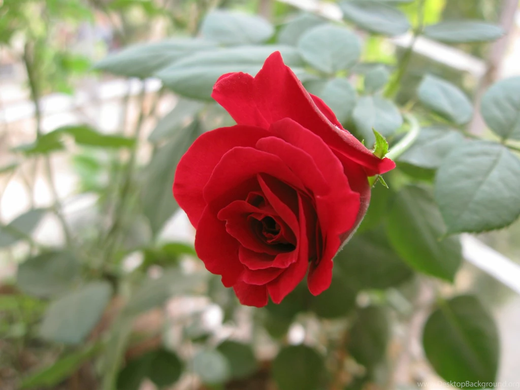 Single red rose wallpaper backgrounds