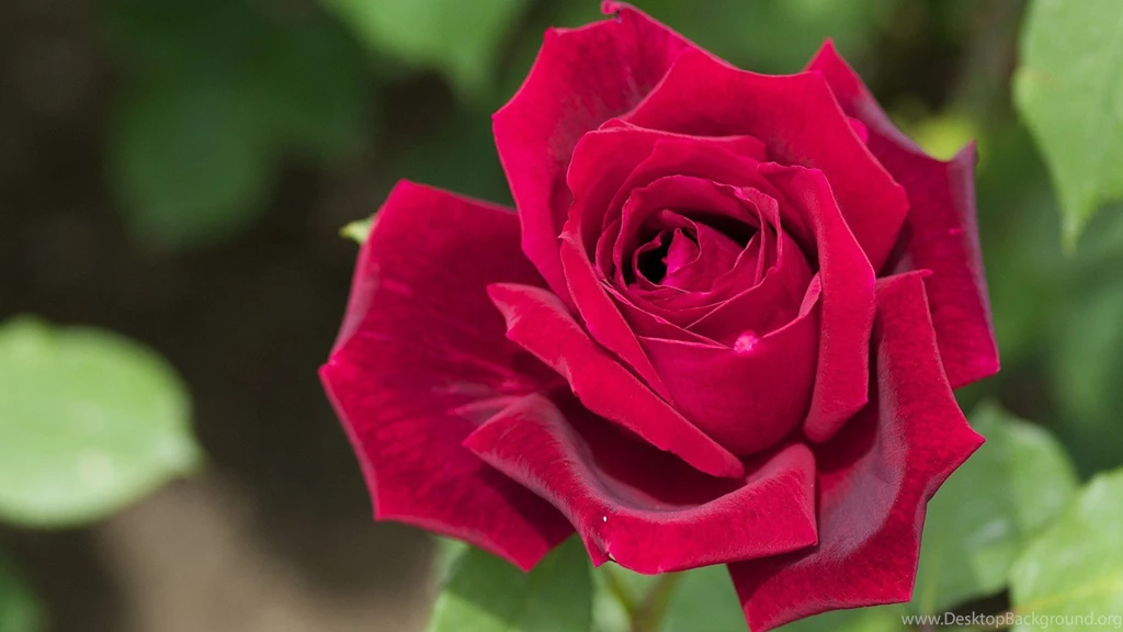 Single Rose Wallpapers 10, Rose Flower Images, Rose Pictures And ...