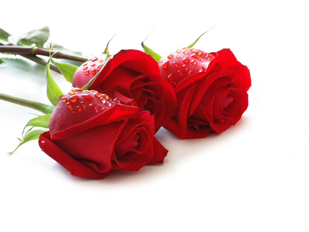 Rose Wallpapers Download