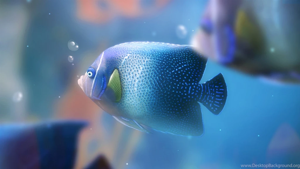 Blue Aquarium Fish Wallpapers