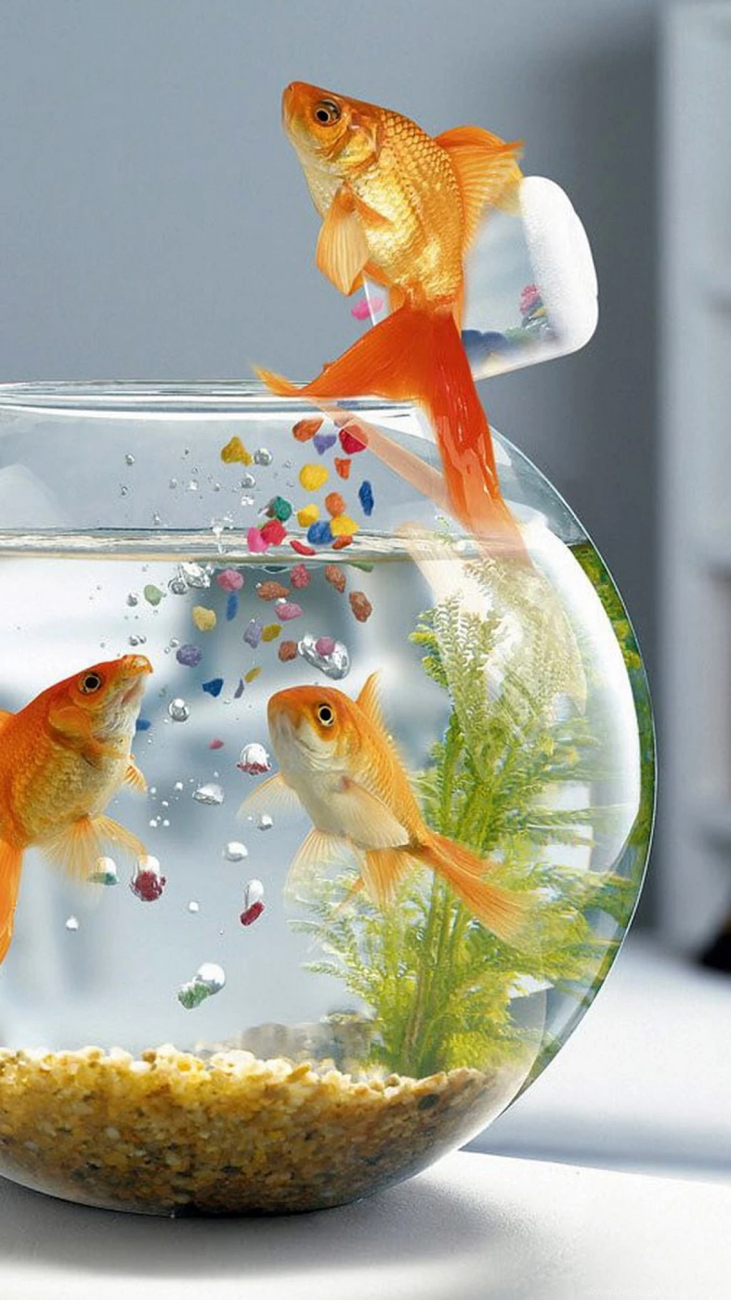 Download Wallpapers 1080x1920 Fish, Aquarium, Swimming, Table ...