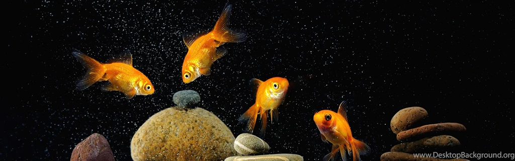 Download Wallpapers 3840x1200 Fish, Aquarium, Rocks, Black ...