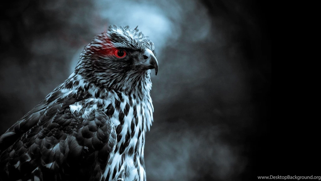 Hawk Wallpapers   Wallpapers