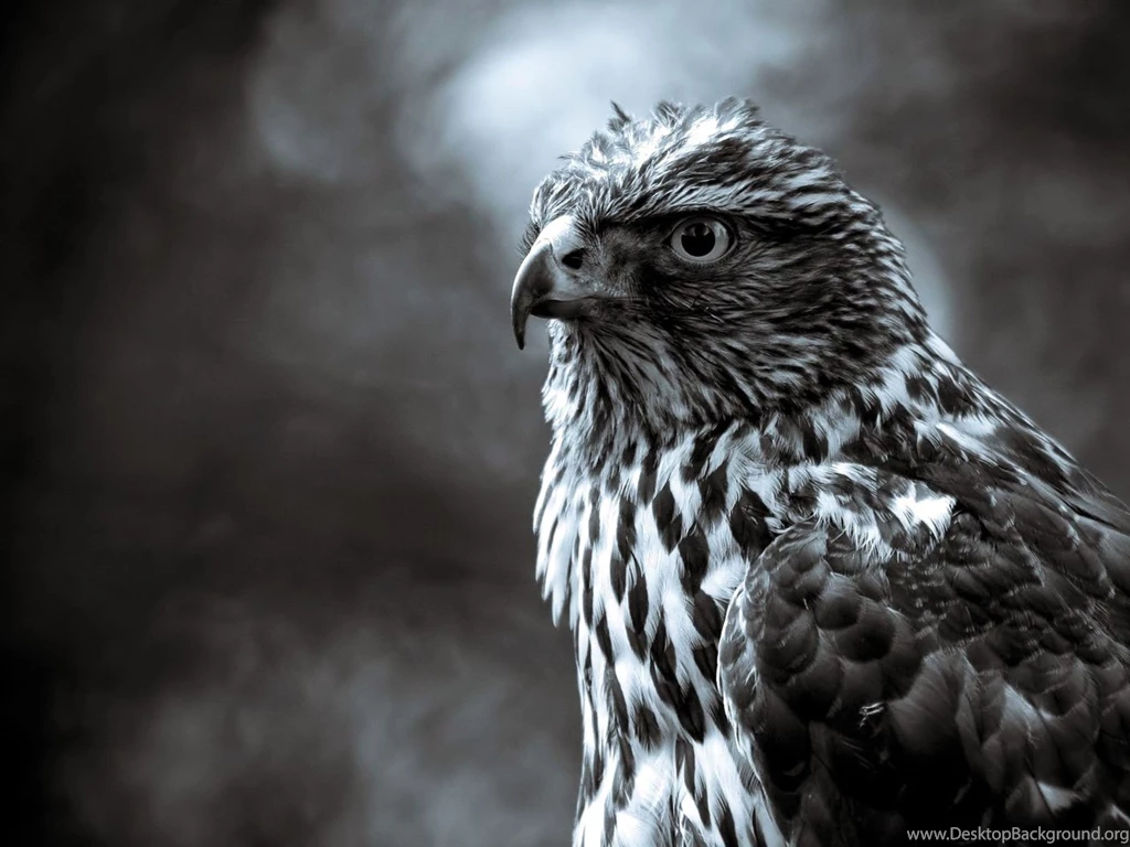 Hawk Pictures Beautiful Hawk Bird Pictures