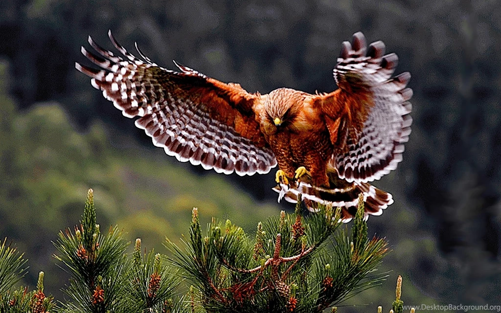 Hawk Wallpapers