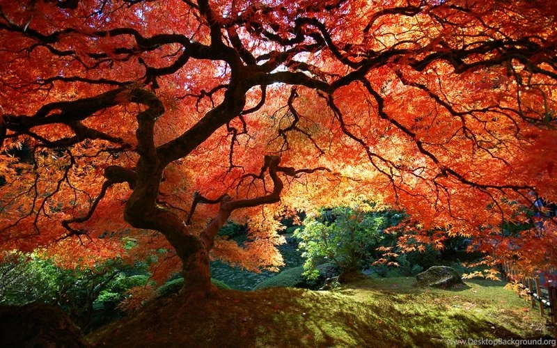 Cool Nature Nature – Nature Forests HD Desktop Wallpapers