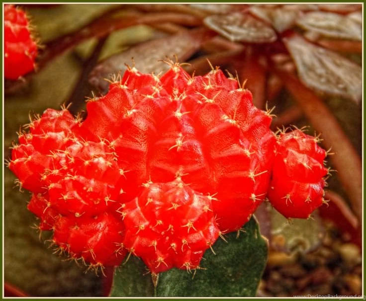 Ouch!" By Trixxie17   Caedes Desktop Wallpapers