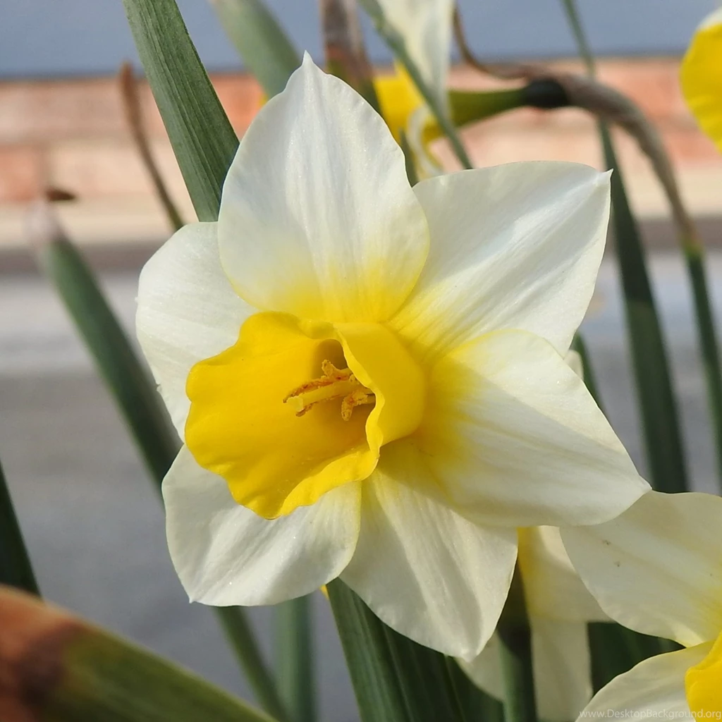 Sign Of Spring" By BulldogsFan   Caedes Desktop Wallpapers