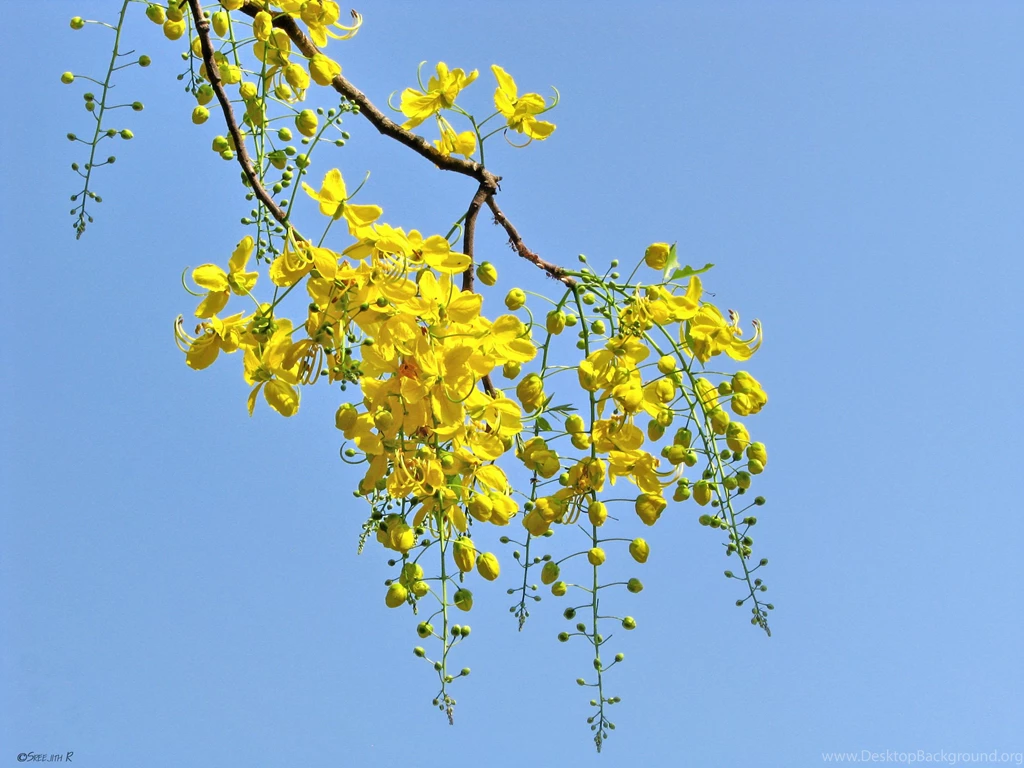 Golden Shower Flower" By Sree Caedes Desktop Wallpapers