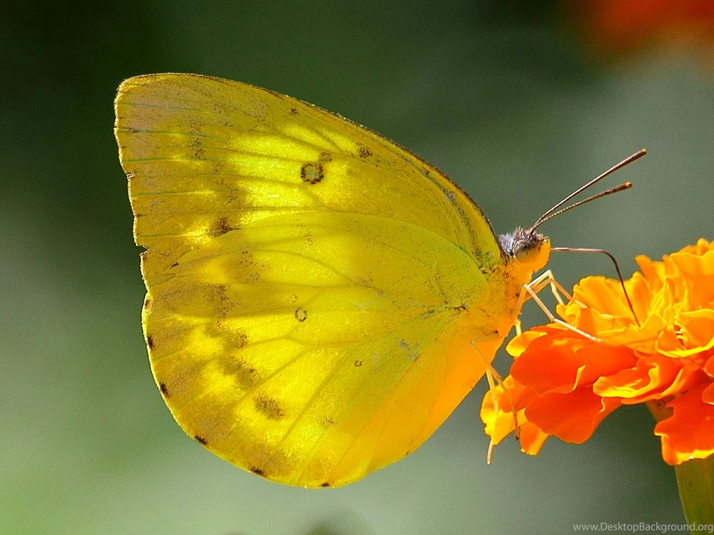 Butterfly Yellow Butterfly Wallpapers Hd – Widescreen Wallpapers