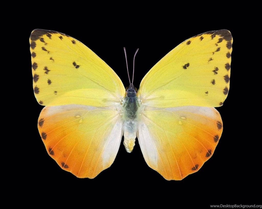 1499) Yellow Butterfly Wallpapers   WalOps.com