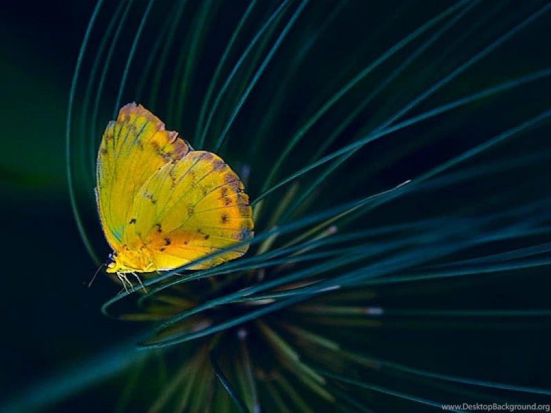 Cool Picture Yellow Butterfly – Animals Butterflies HD Desktop ...