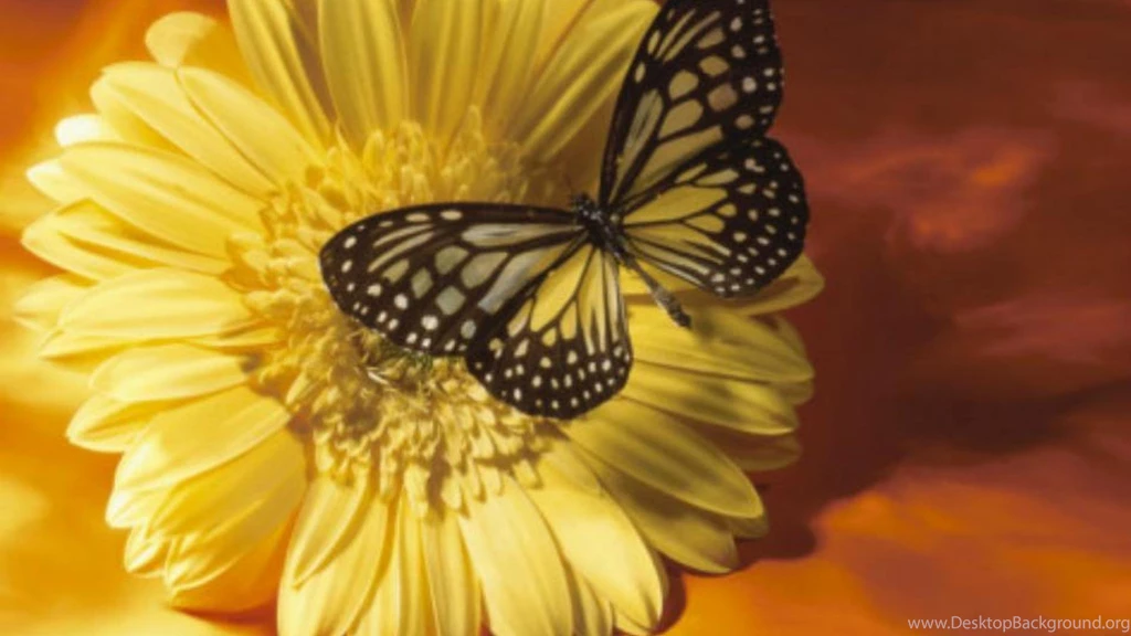 BLACK AND YELLOW BUTTERFLY ON YELLOW FLOWER WALLPAPER   (