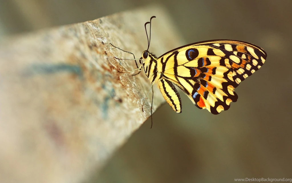 Yellow butterfly on a wood