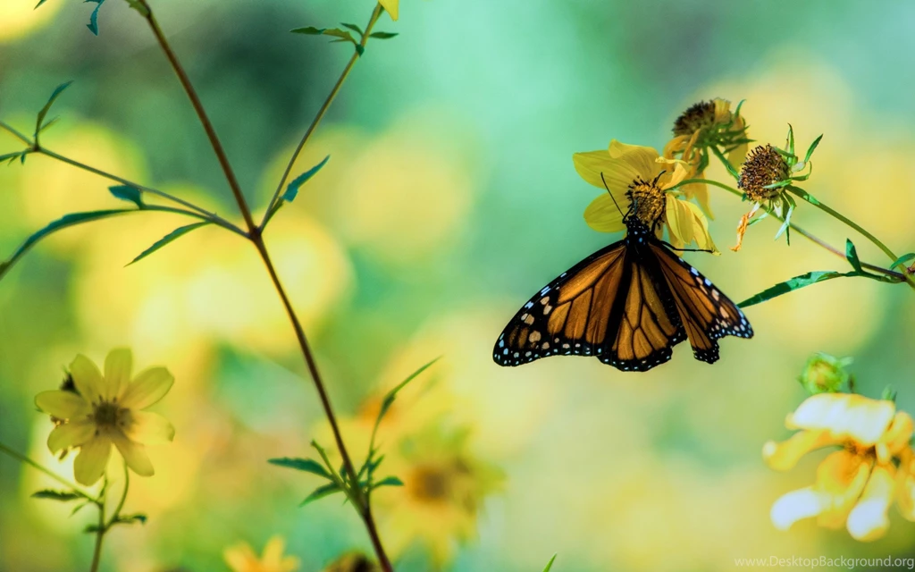 HD Nature Yellow Butterfly With Flower Wallpapers HD ...
