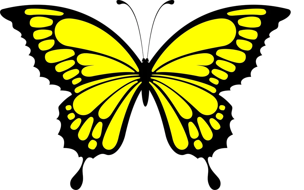 Multicolored Butterflies Widescreen High Quality Wallpapers ...