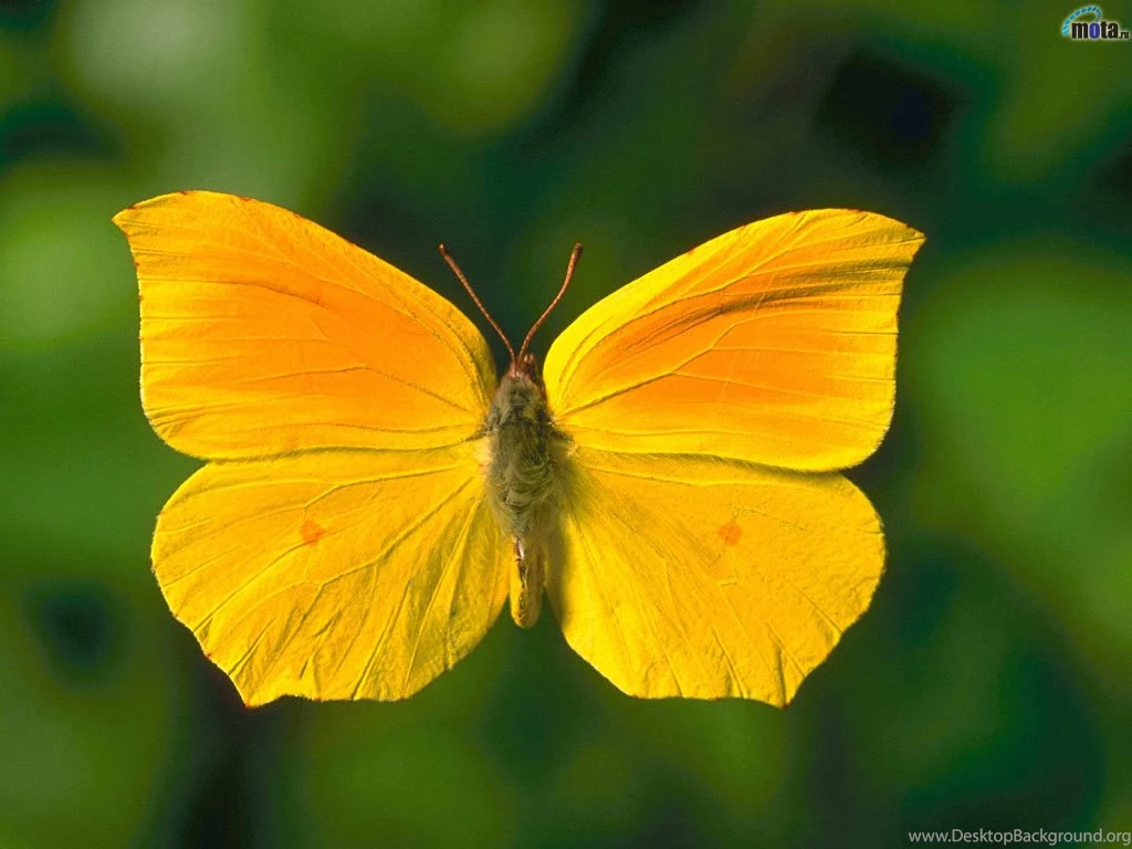 Wallpapers Green, Yellow, Butterfly, Yellow Butterfly.