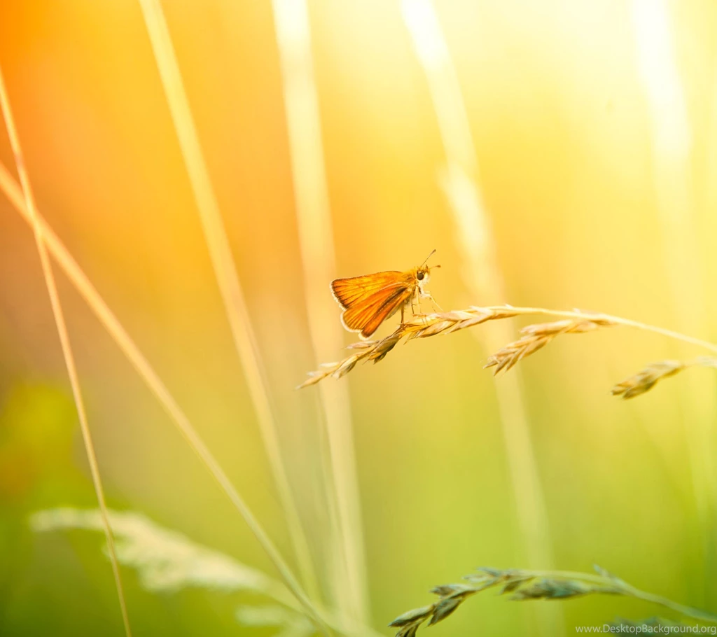 Wild ButterflySamsung Wallpapers Download