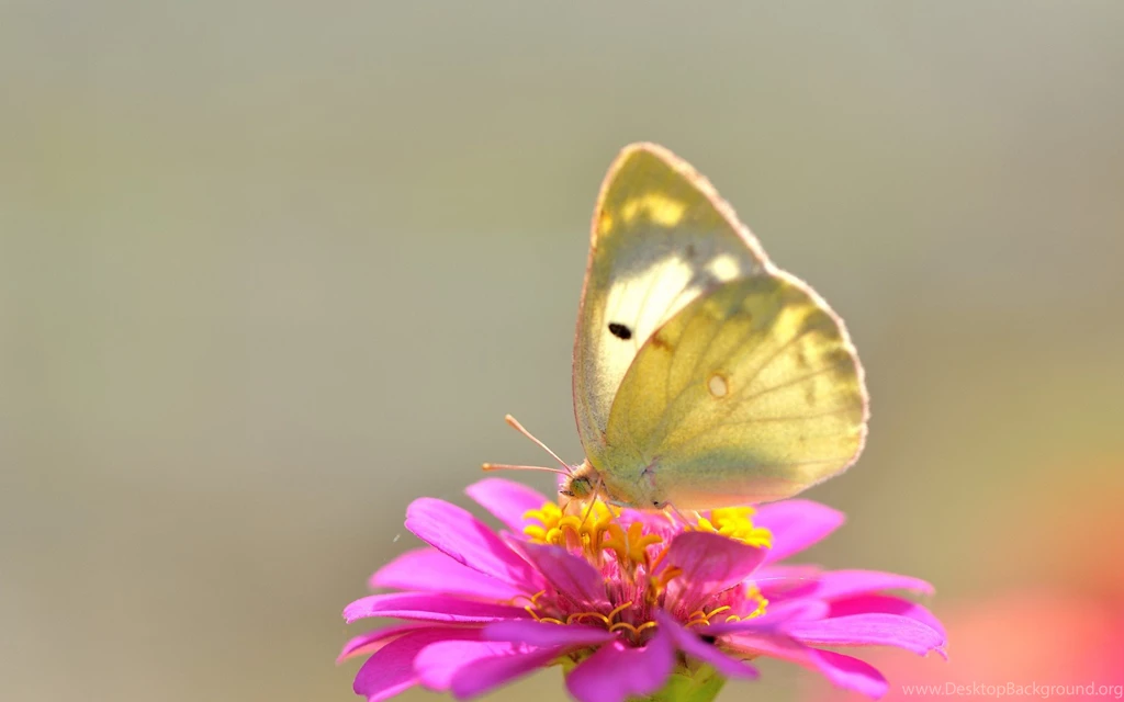 Yellow Butterfly On Pink Flower Wallpapers And Images   Wallpapers ...