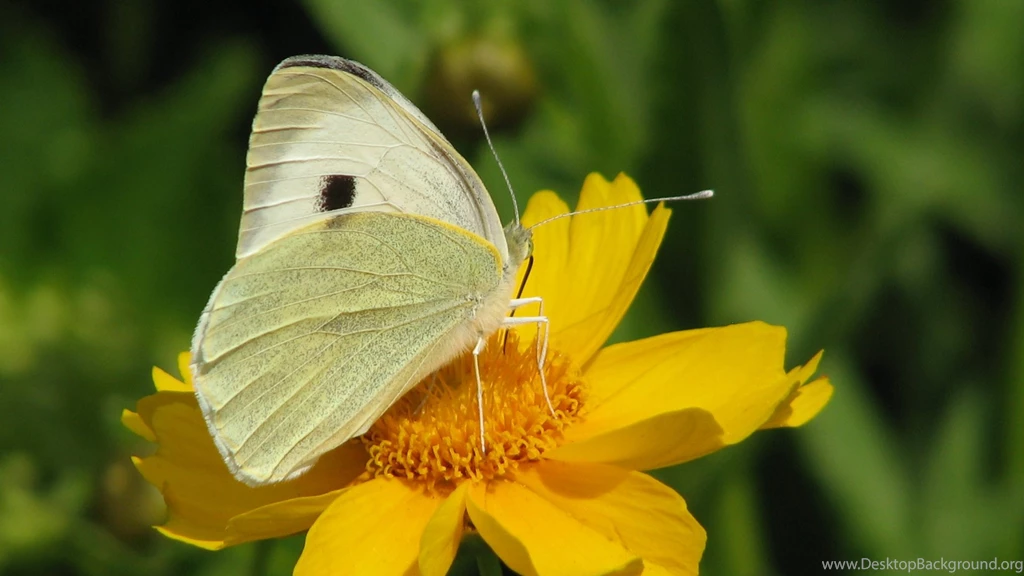 Reminiscing About White Butterflies & Yellow Flowers – Sunshine ...