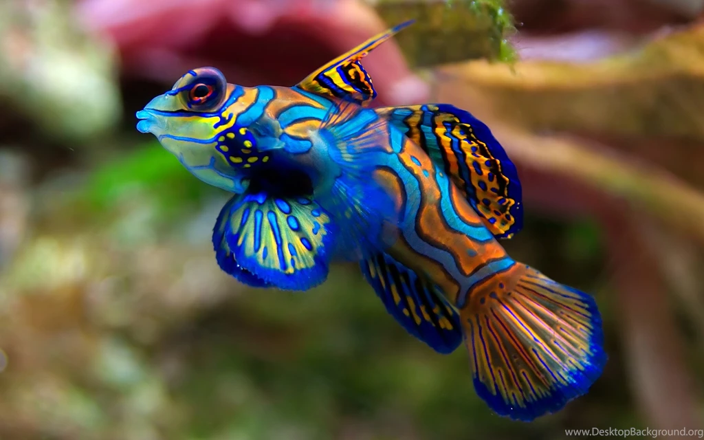 New Fish Wallpapers View