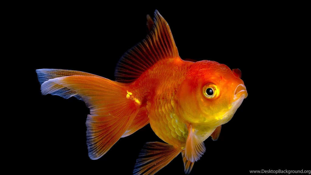 High Definition Gold Fish Wallpapers.