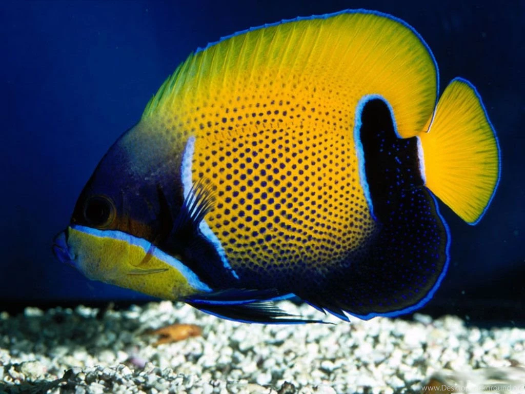 HD Clown Fish Wallpapers New Post Has Been Published On Windows ...