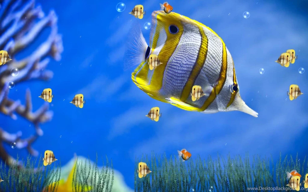 My 3d Fish Live