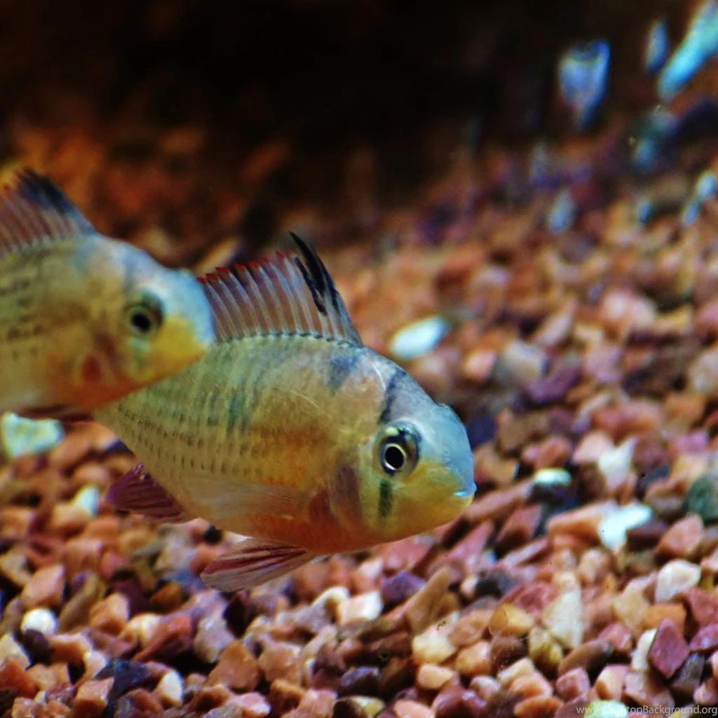 Download Wallpapers 2048x2048 Fish, Aquarium, Water, Macro ...