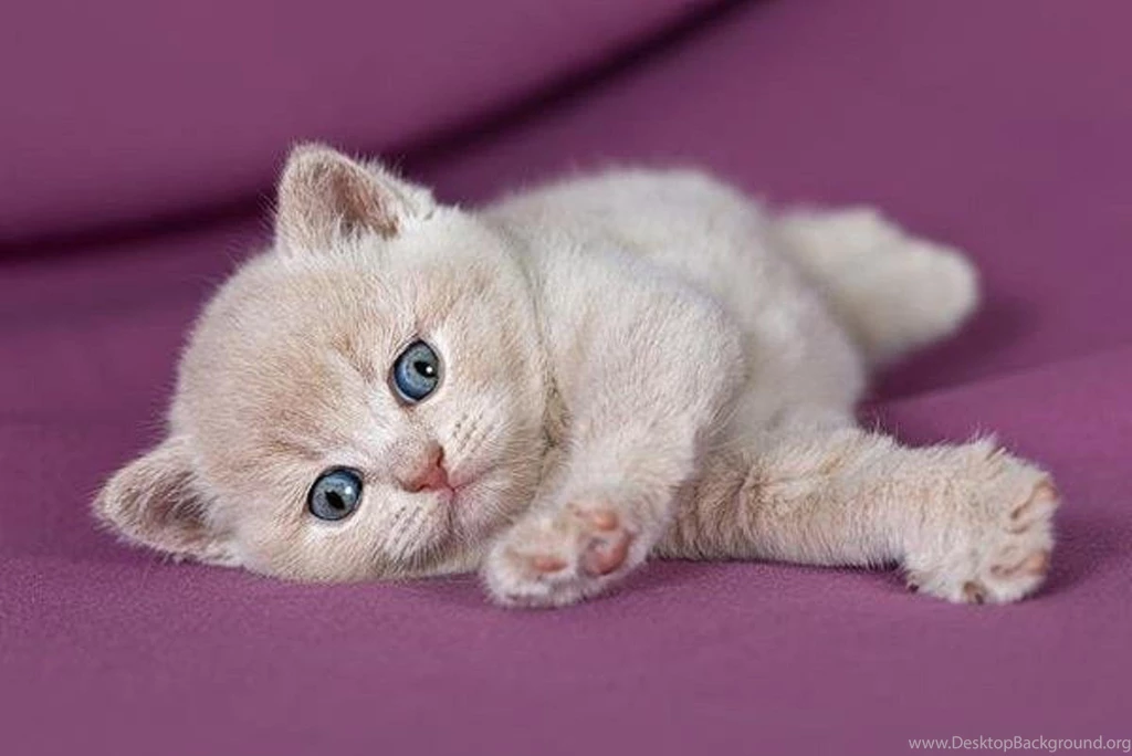Cute Kitty On The Purple Blanket (