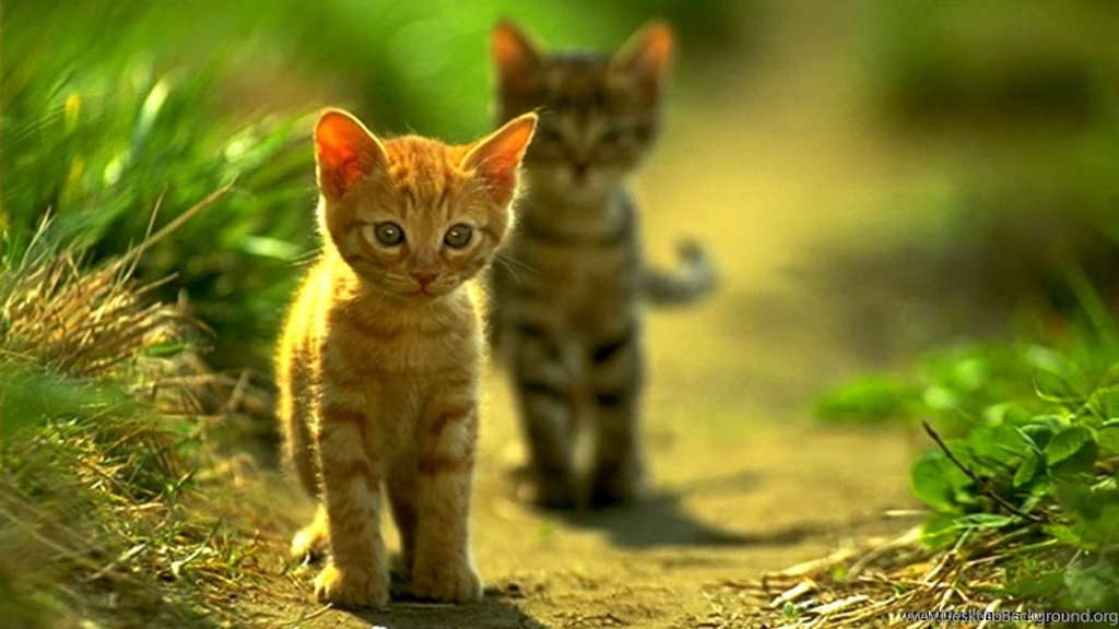 Cat Baby Wallpapers
