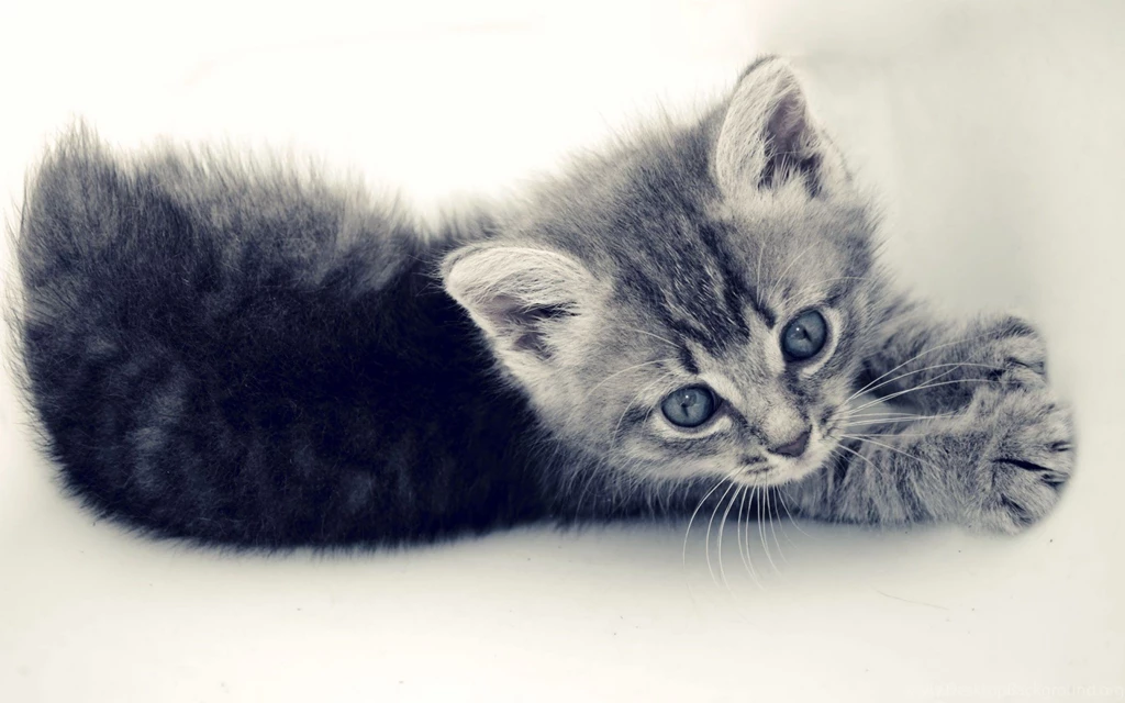 Baby Cat