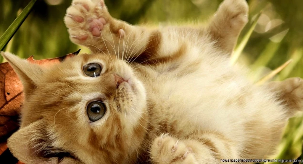 Baby And Cat Funny Pictures Wallpapers