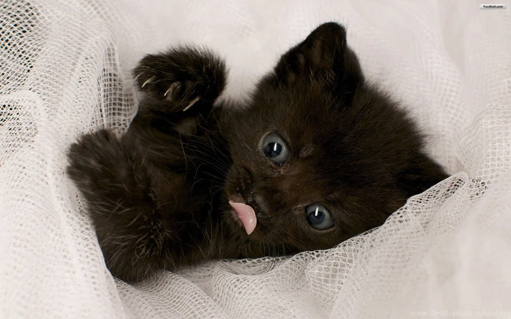 YouWall Black Baby Cat Wallpapers Wallpaper,wallpapers,free ...