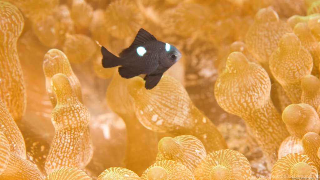 NanoPics: Animals Full Hd Wallpapers Hd 1080P 1980X1080 High ...