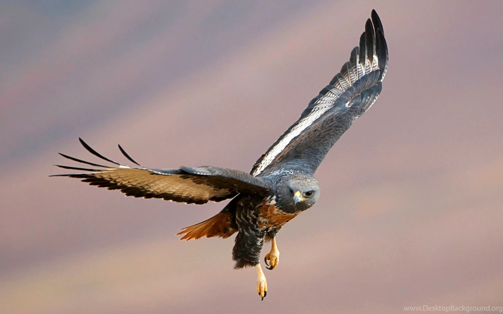 Bird Of Prey Desktop Wallpapers ~ Toptenpack.com