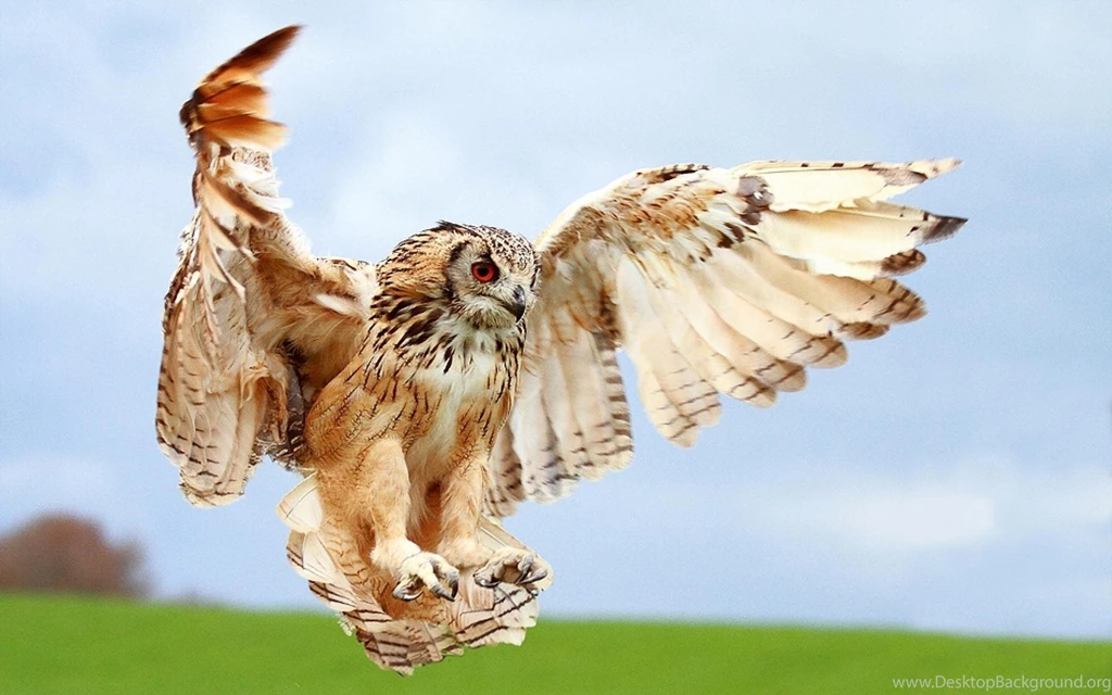 Birds Of Prey Wallpapers And Images Wallpapers, Pictures, Photos